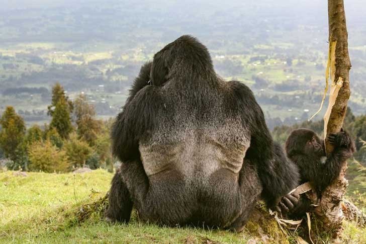 Gorila en Rwanda. Dominación.