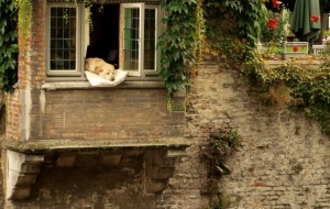 La vida de este perro es bastante mejor que la mia. 