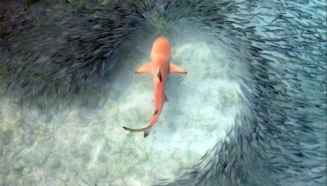 Las fotos de la naturaleza más espectaculares del año 2015
