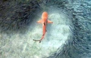 Las fotos de la naturaleza más espectaculares del año 2015