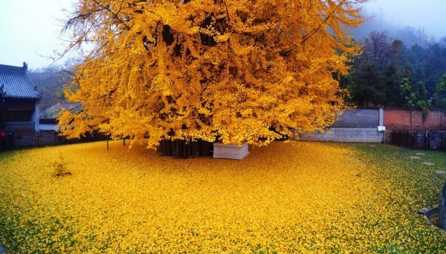 El espectacular océano de hojas doradas de este milenario árbol chino de 1400 años