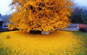 El espectacular océano de hojas doradas de este milenario árbol chino de 1400 años