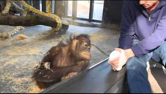 Orangutan reacciona ante un truco de magia