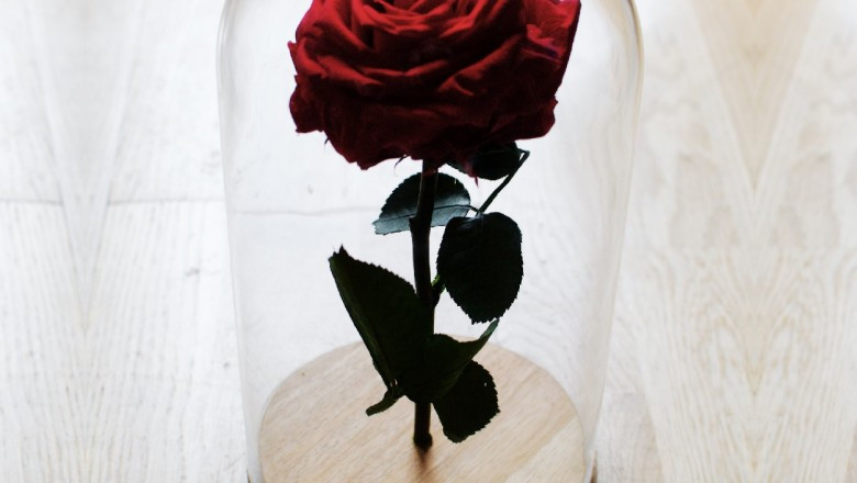 ¿Por qué la gente regala rosas? ¿Es un buen regalo?