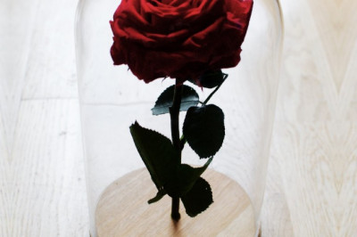 ¿Por qué la gente regala rosas? ¿Es un buen regalo?